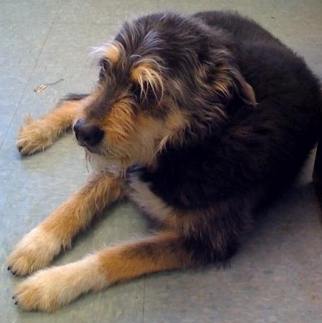 The first picture I saw of my "puppy."  I immediately knew it was a match.
