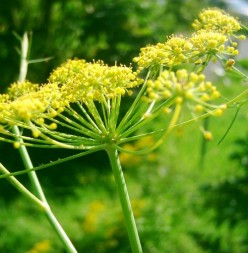 Fennel - a common medicinal and culinary herb found in the Canary Islands