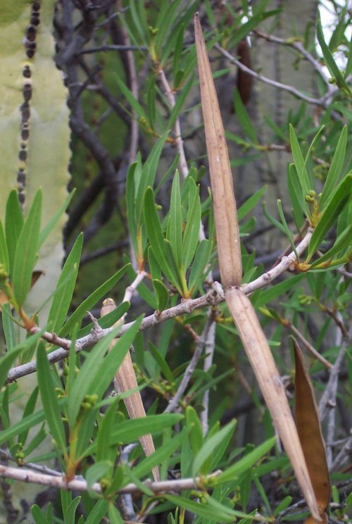 Cornical with seed pods Photo by Steve Andrews