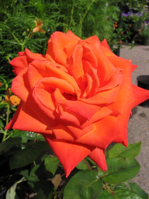 Hybrid rose "Wildfire"
