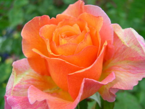 Hybrid tea rose "Peace"