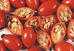 rose hips with the seeds inside