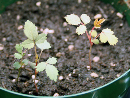 rose seedlings