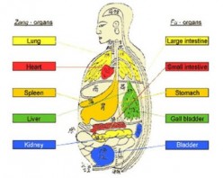 Herbs to Consider Based on Zang-Fu Diagnosis
