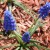 Spring bloomers such as grape hyacinth (muscari) are super easy to grow.
