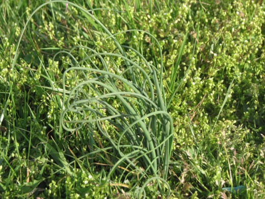 We didn't see many, but wild onions are coming up. Why did my mother tell me that these were poisonous?