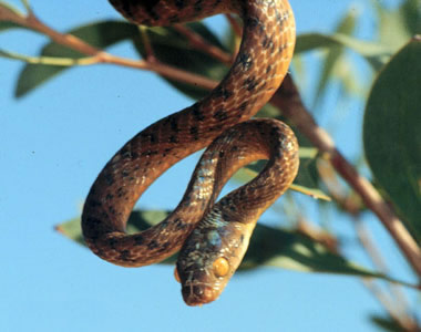 Brown Tree Snake - keep them out of Hawaii!