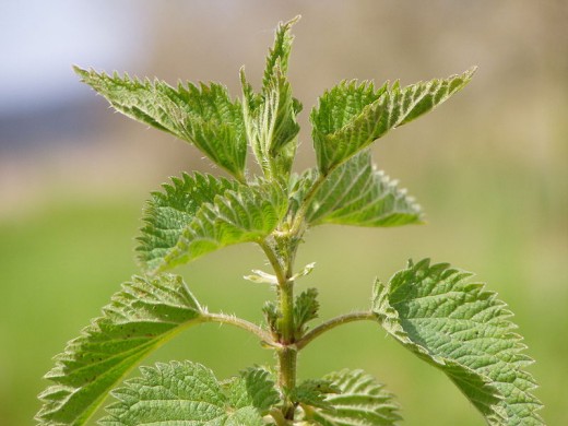 Stinging Nettles grow as weeds throughout much of North America.