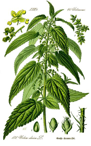 Nettle tea has been used for hundreds of years as a treatment for hair and scalp problems.