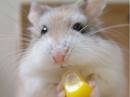 This picture is of a small white hamster eating corn
