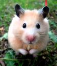 this is a hamster outside with black tipped ears