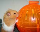 A orange and white hamster looking for a treat :)