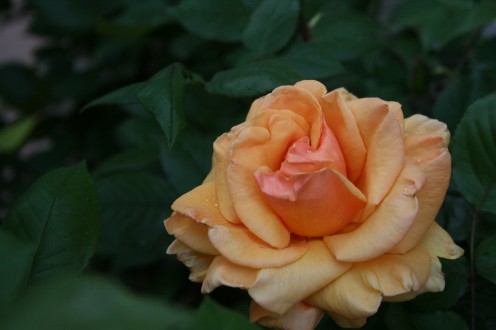 Learn how to draw beautiful roses just like this one! Photo credit: Angela Harris