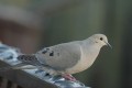 The Mourning Dove-How to Identify Them Through Sight and Sound