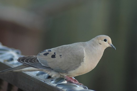 mourning dove sound at night