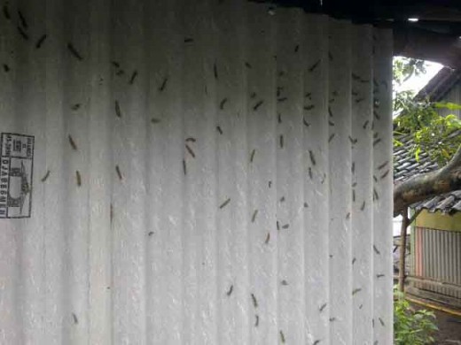 Caterpillars invade mango plantation and homes.
