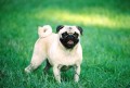 Pug Dog Breed Facts and Pug Information
