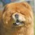 chow chow chow chow