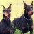 doberman doberman