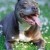 "pitt bull" "pitt bull"