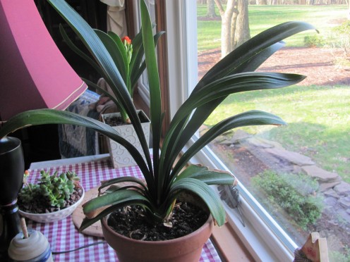 Clivia Mother Plant with Baby behind it