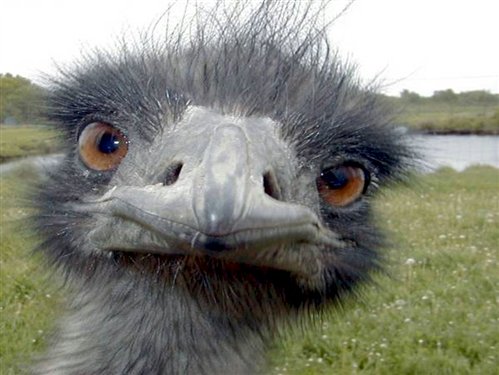 Emus like to look you directly in the eye