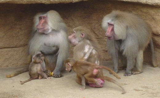 Baboons