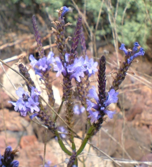 Canary Island Lavender