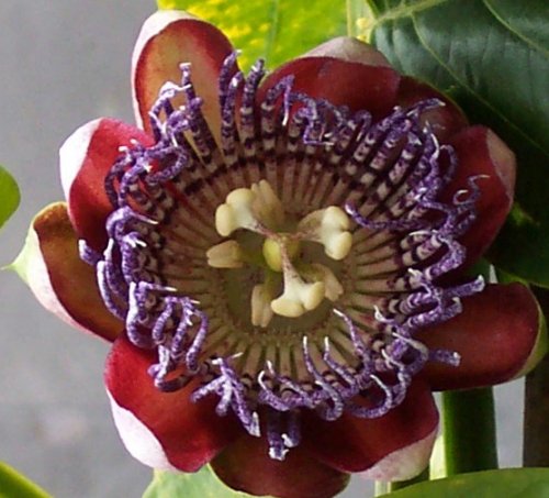 Passion Flower