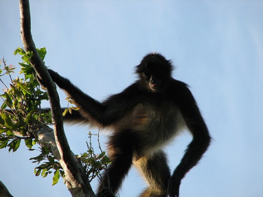 Spider Monkey