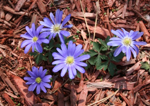 Anemone blooms in shades of purple and blue as well as white.