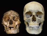 Comparison with Human Skull