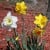 Narcissus are available in a variety of shades and combinations of yellow. Some even have pink trumpets!