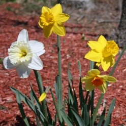 How to Care for Spring Bulbs