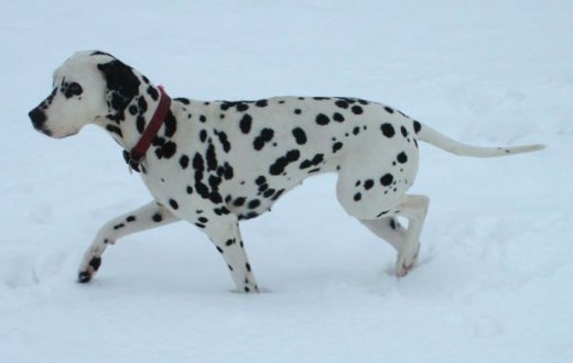 The Dalmatian Dog in Snow Picture
