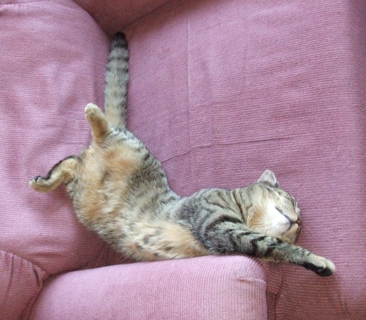 My new boy yoga-kitten.
