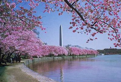 Cherry Blossoms, Washington D.C.