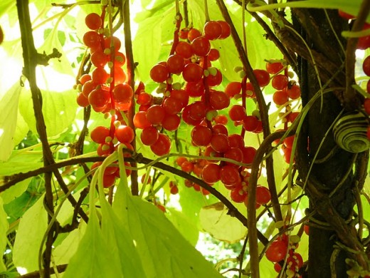 Schizandra fruit - berries