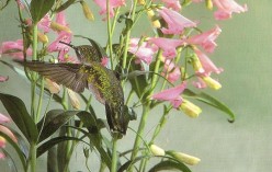 Gardening with wildlife: Attracting hummingbirds