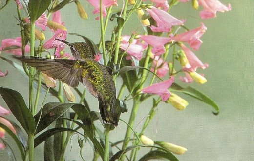 Ruby-throated hummingbird and its preferred tubular plants. 