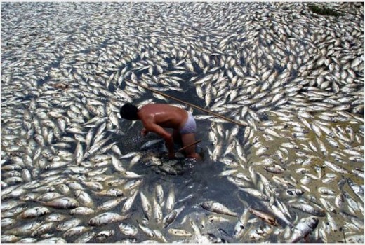 Photograph from Ting River incident which killed hundreds of thousands of pounds of farmed fish.
