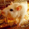 Rat in a Cage profile image
