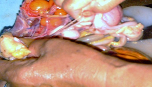 Be careful not to prick the chicken's bile.