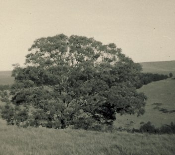 A tree at Blythswood. Taken c 1957