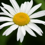 DLearo profile image