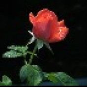 nurjahan profile image