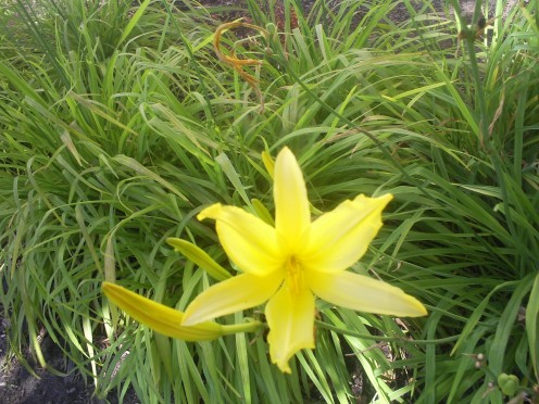 I love this picture I took of a yellow flower.
