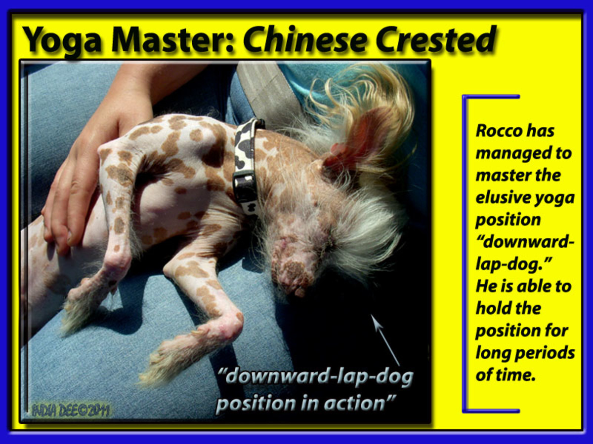 Chinese Crested Dog at "One with Self"