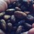 My Sun-Dried Cocoa Seeds (Photo by Travel Man)