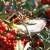 A black-eyed Bulul hiding away in the leaves as he takes a mouthful of berry. A black-eyed Bulul hiding away in the leaves as he takes a mouthful of berry.